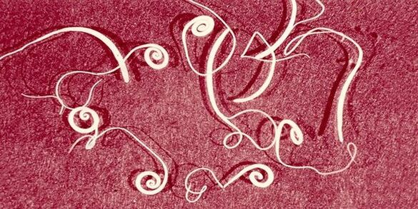 férgek az emberi testből