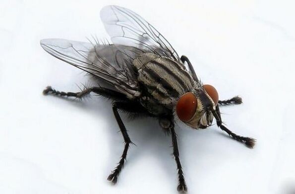 légy emberi paraziták hordozójaként