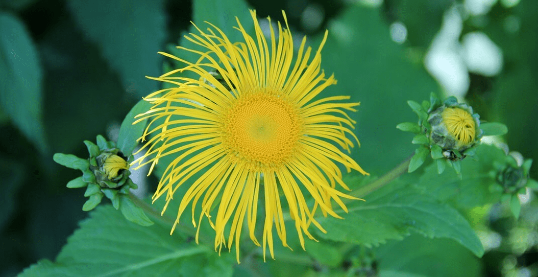 elecampane a paraziták elleni küzdelemben