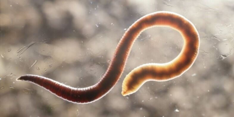 emberi pinworm féreg
